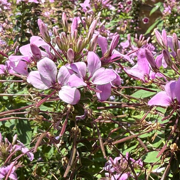 Cleome hybrid 'Señorita Rosalita®' Image