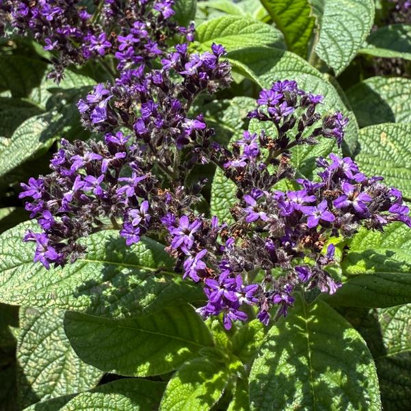 Heliotropium Aromagica™ 'Purple' Image