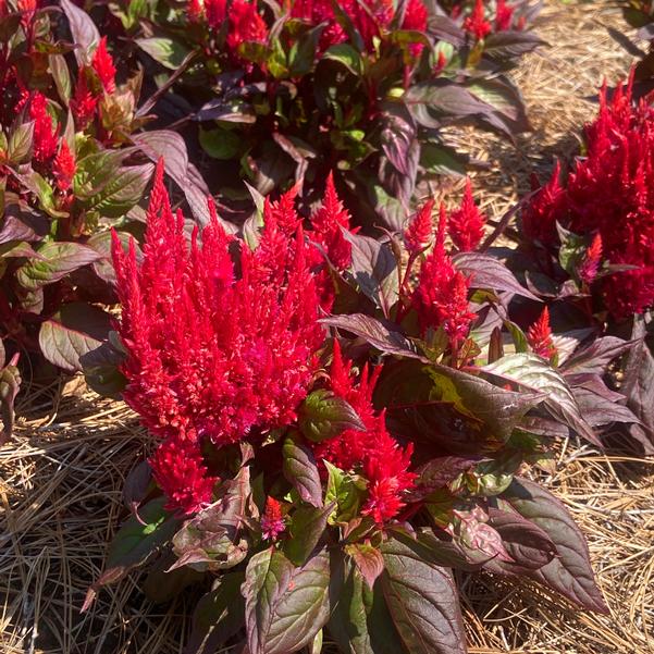 Celosia argentea plumosa nana 'Burning Embers' Image