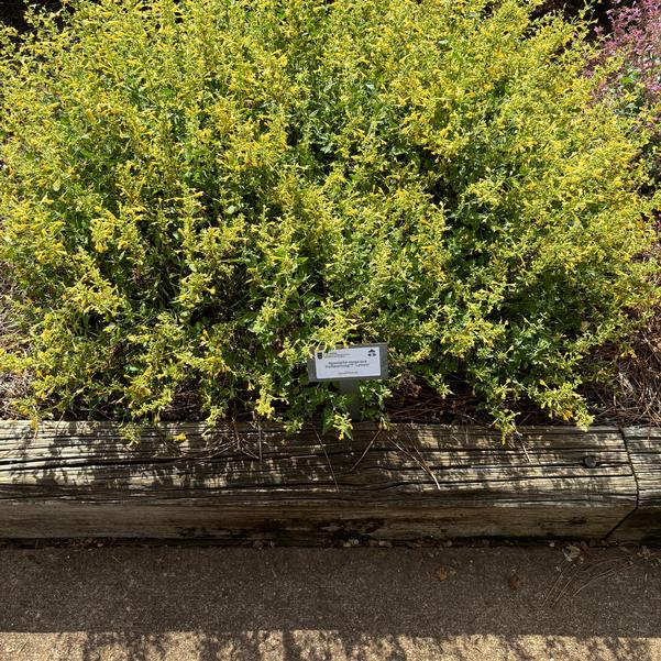 Agastache mexicana Summerlong™ 'Lemon' Image