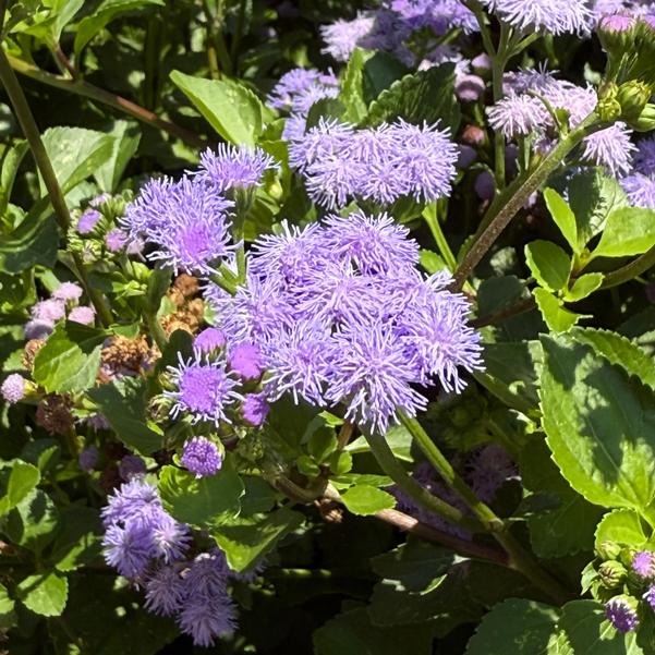 Ageratum 'Monarch Magic' Image