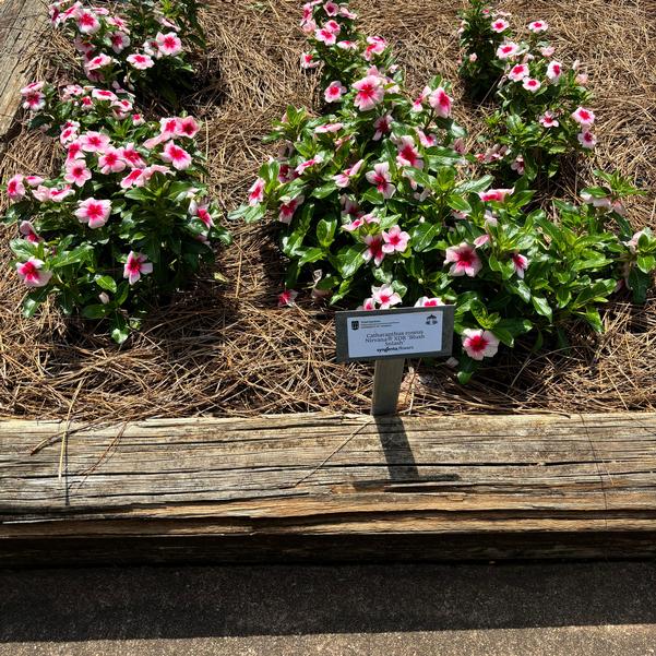Catharanthus roseus Nirvana® XDR 'Blush Splash' Image