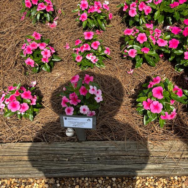 Catharanthus roseus F1 Cora® 'XDR Deep Strawberry' Image
