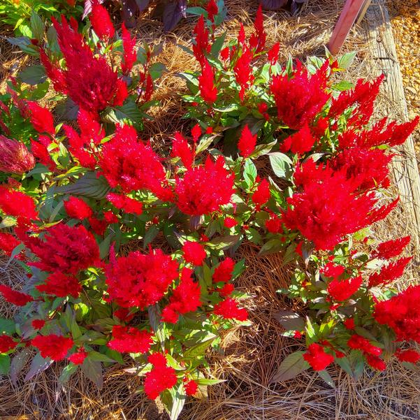 Celosia plumosa Bright Sparks™ 'Burgundy' Image