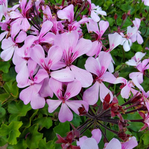 Pelargonium interspecific Caldera™ 'Lavender Glow' Image
