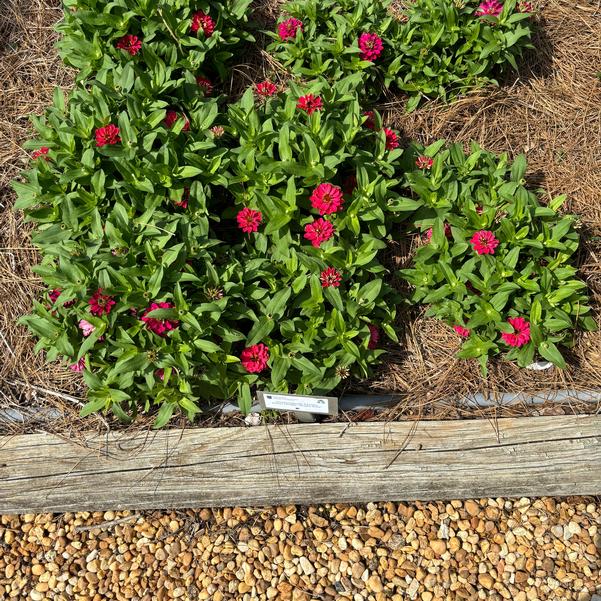 Zinnia hybrida TZ1064 Belize Double 'Bright Rose' Image