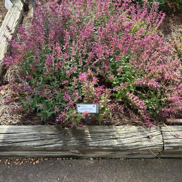 Agastache mexicana Summerlong™ 'Magenta' Image