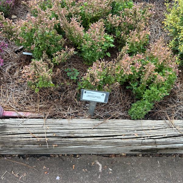 Agastache mexicana Summerlong™ 'Peach' Image