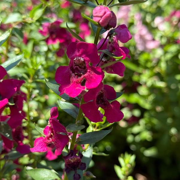 Angelonia Archangel™ 'Fuchsia' Image