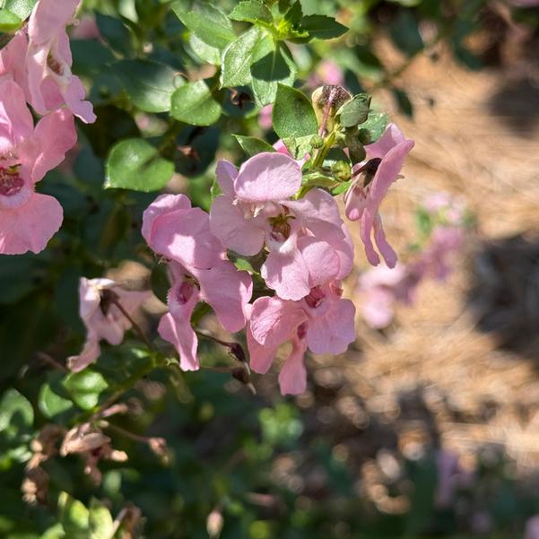 Angelonia Archangel™ 'Light Pink' Image