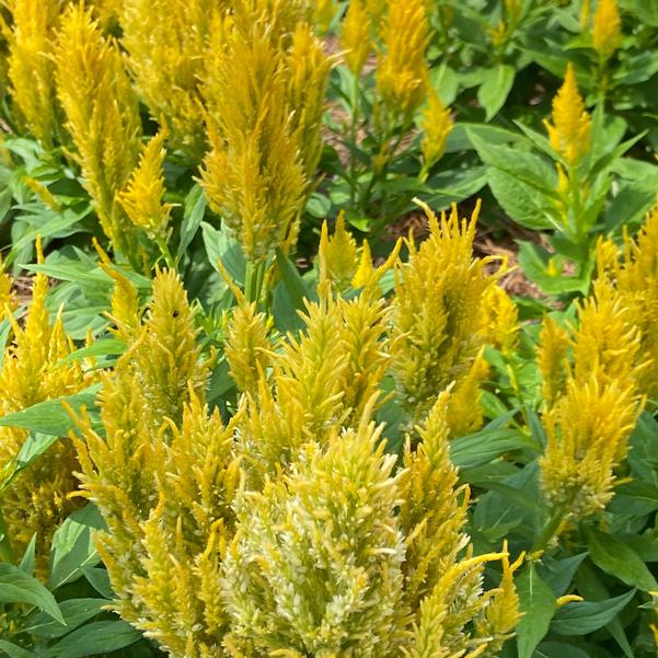 Celosia plumosa Bright Sparks™ 'Yellow' Image