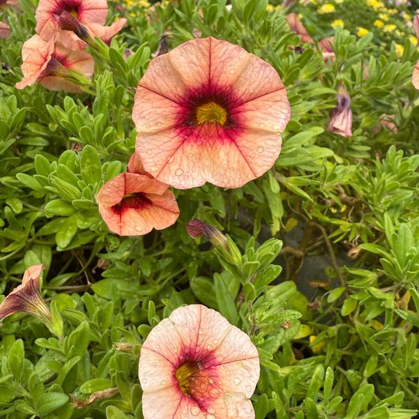 Calibrachoa Bloomtastic 'Peach Grenadine 2025' Image