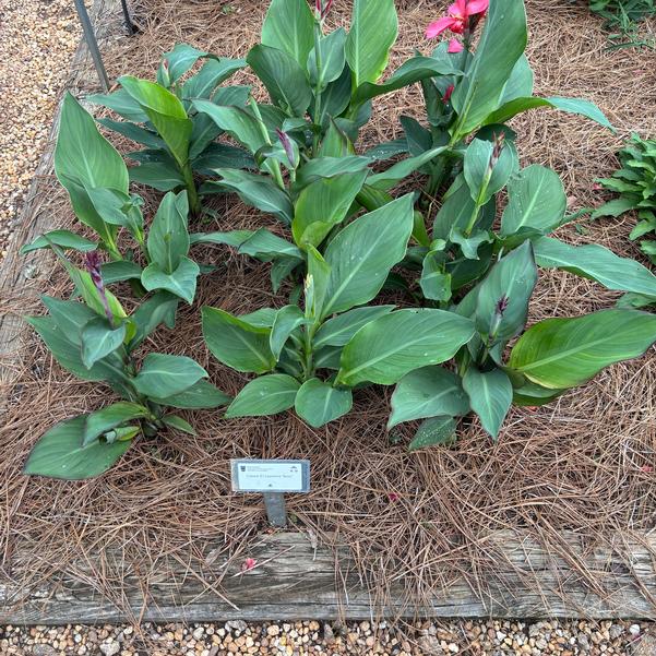 Canna F1 Cannova 'Rose' Image