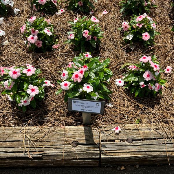 Catharanthus roseus Cora® XDR 'Apricot' Image