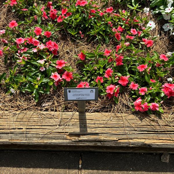 Catharanthus roseus Nirvana® XDR 'Coral' Image