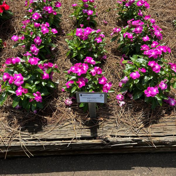 Catharanthus roseus Cora® XDR 'Orchid' Image