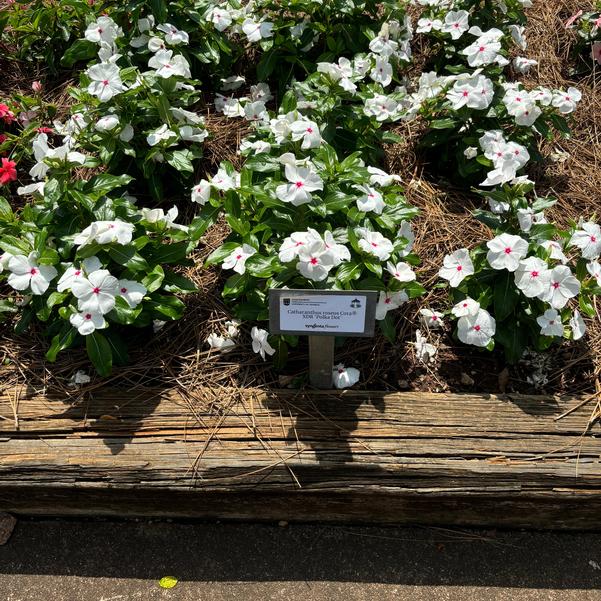 Catharanthus roseus Cora® XDR 'Polka Dot' Image