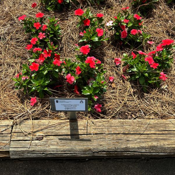 Catharanthus roseus Nirvana® XDR 'Watermelon' Image
