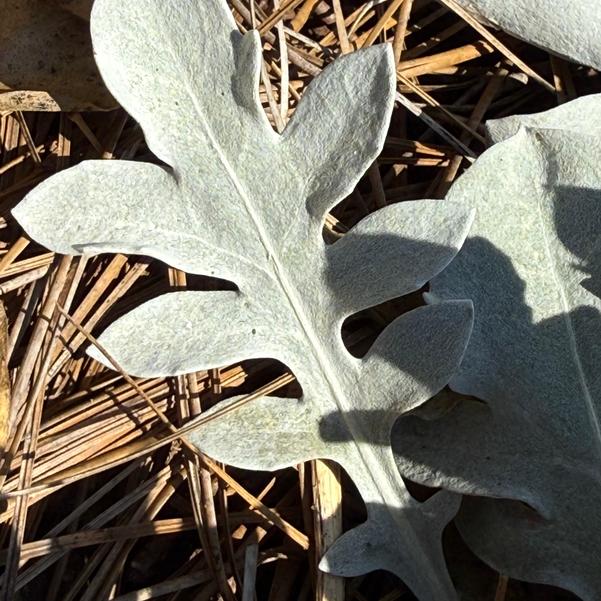 Centaurea ragusina Silver 'Swirl' Image