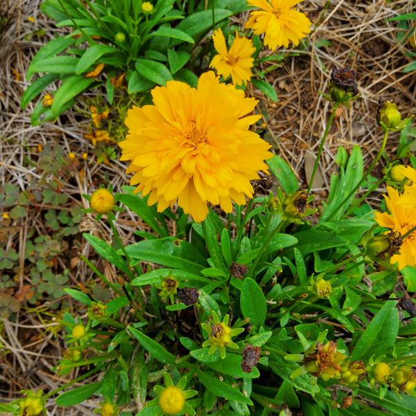 Coreopsis - 'Compact MoonSwirl' Image