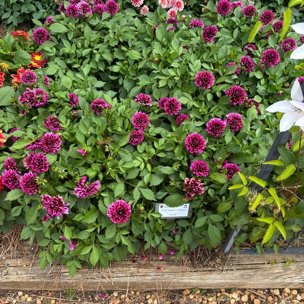 Dahlia Dalaya® 'Cranberry' Image