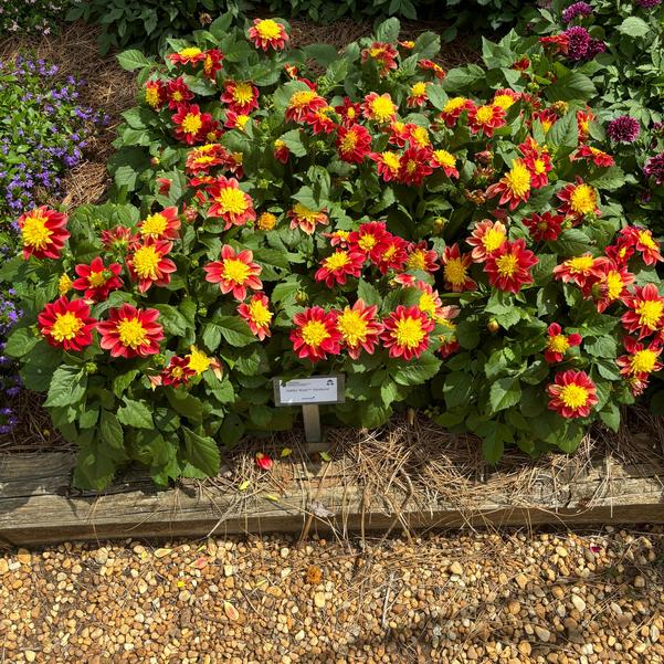 Dahlia Venti™ 'FireBurst' Image