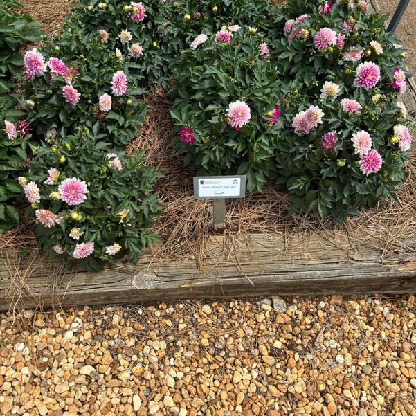 Dahlia Dalaya® 'Pink Lace' Image