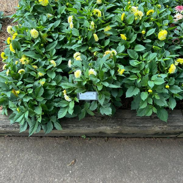 Dahlia Dalaya® 'Yellow Lace' Image