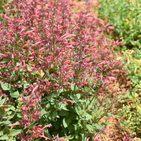 Agastache mexicana Summerlong™ 'Coral' Image