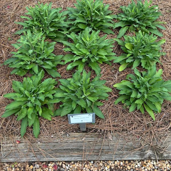 Digitalis HanaBee 'Pink' Image