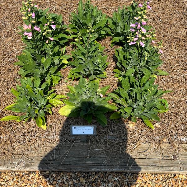 Digitalis HanaBee 'Rose' Image