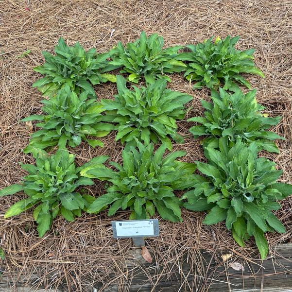 Digitalis HanaBee 'White' Image