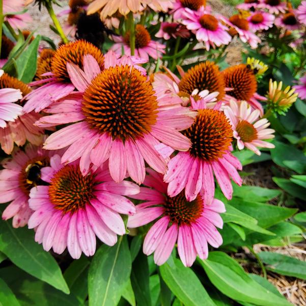 Echinacea 'French Tips' Image