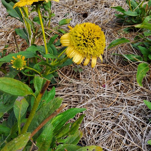 Echinacea DELIGHTFUL™ 'Gold' Image