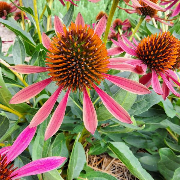 Echinacea PRIMA™ 'Sprider' Image