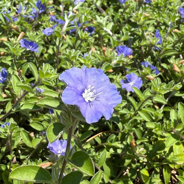 Evolvulus 'Hawaiian Blue Eyes' Image