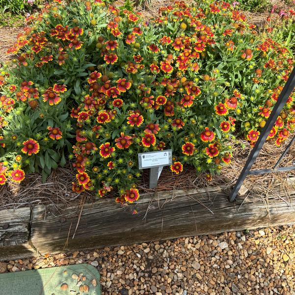 Gaillardia Guapa 'Flamenco Bicolor' Image