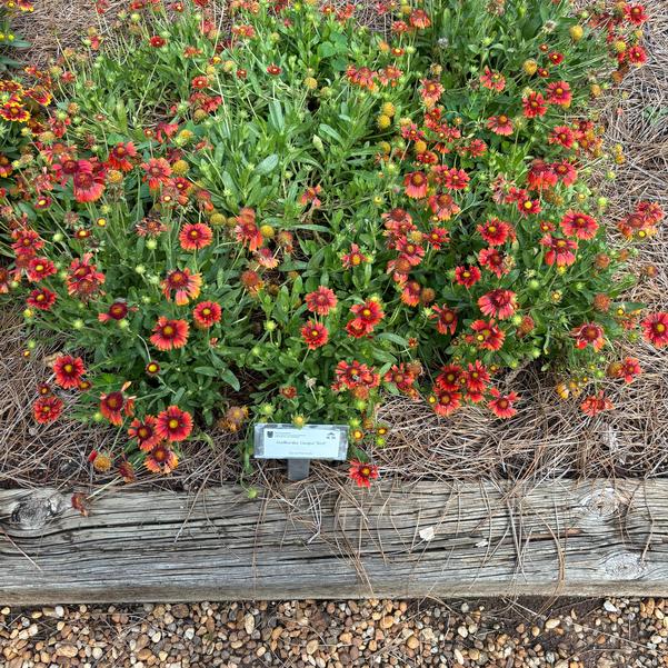 Gaillardia Guapa 'Red' Image