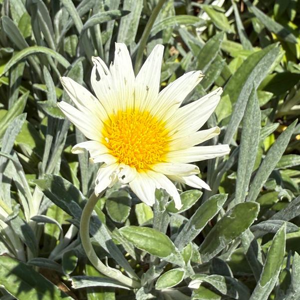 Gazania tomentosa 'Luna' Image