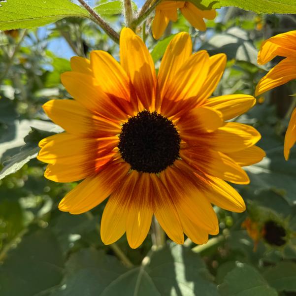 Helianthus annuus Sunfinity® 'Yellow-Red Bicolor' Image