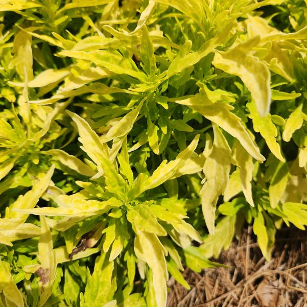 Coleus ColorBlaze® 'Mini Me™ Chartreuse' Image