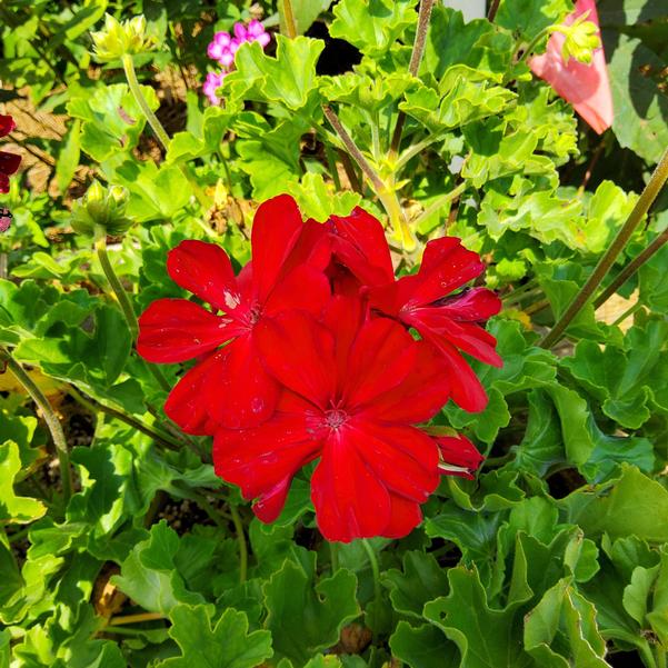 Interspecific Geranium Solera™ 'Dark Red' Image