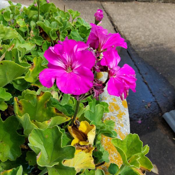 Interspecific Geranium Solera™ 'Purple' Image
