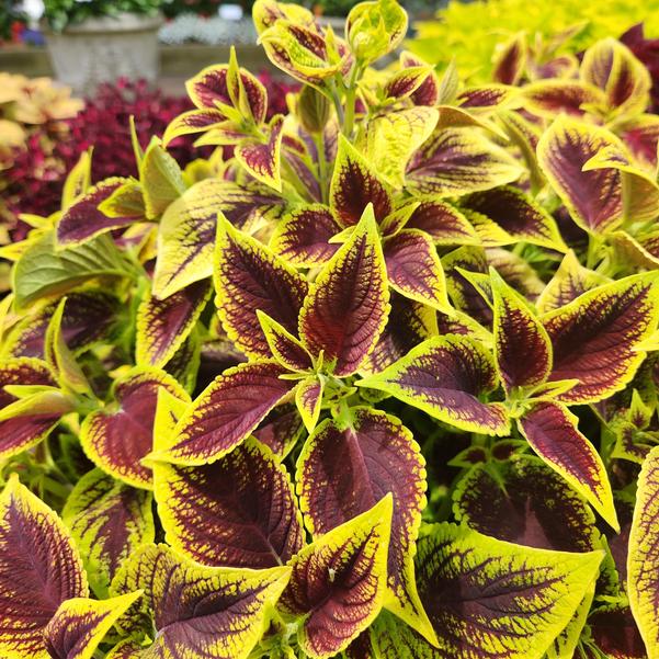 Coleus Premium Sun 'Crimson Gold' Image