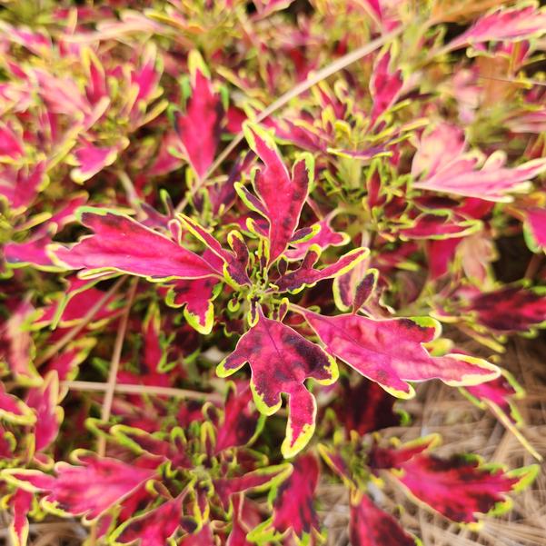 Coleus ColorBlaze® 'Mini Me™ Watermelon' Image