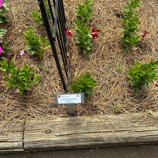 Mandevilla hybrida Madinia® 'Elegant Velvet Red' Image