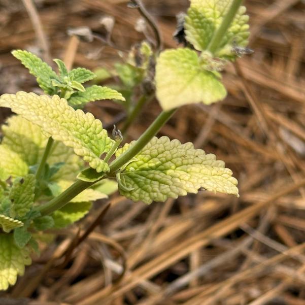 Nepeta Serene 'Frost' Image