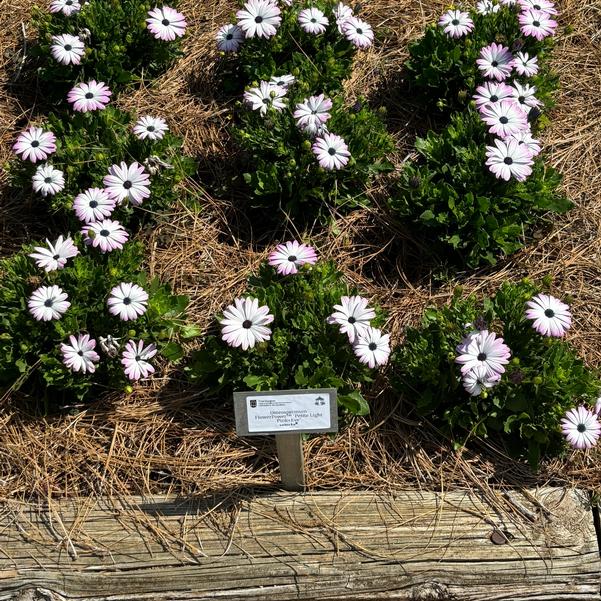 Osteospermum FlowerPower™ 'Petite Light Pink+Eye' Image