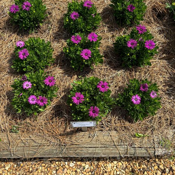 Osteospermum FlowerPower™ 'Petite Purple' Image