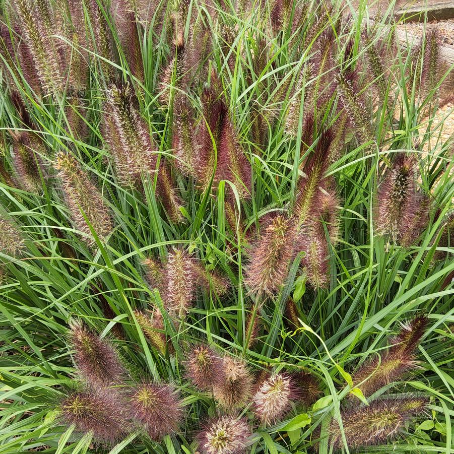 Pennisetum aloepecuroides 'Water to Wine' Image